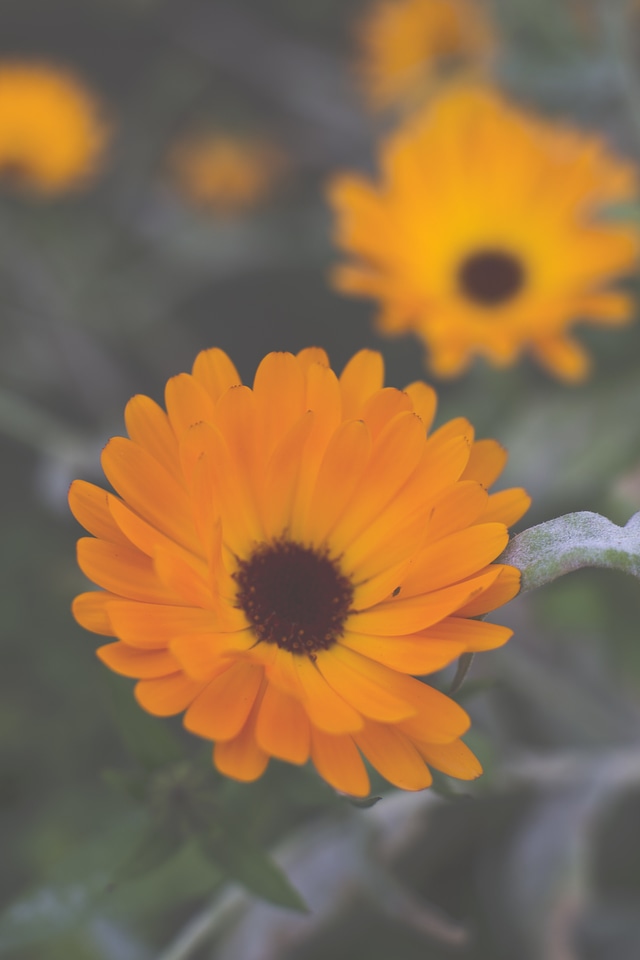 Colorful Gerbera Flowers