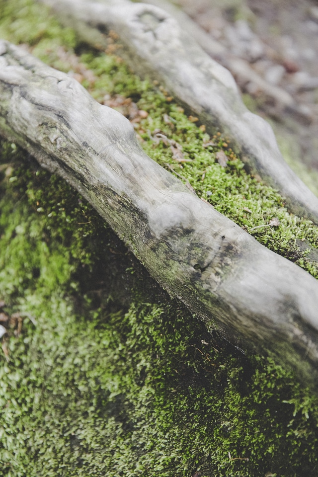 Moss Dead Tree Trunk