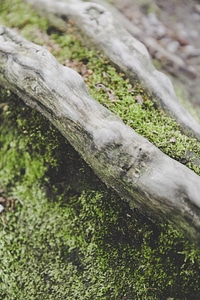 Moss Dead Tree Trunk