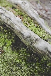 Moss Dead Tree Trunk photo