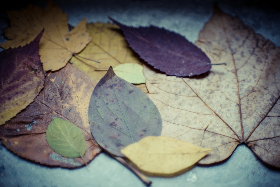 Colourful Autumn Leaves
