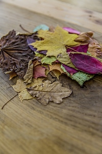 Colourful Stack Autumn Leaves photo