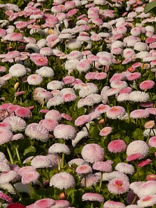 Flower blossom bloom