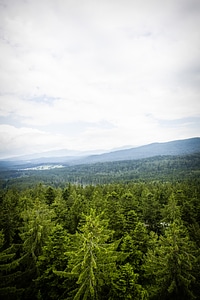 Bavaria Forest Tree Hills