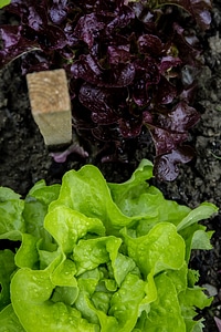 Urban Gardening Fresh Salad photo