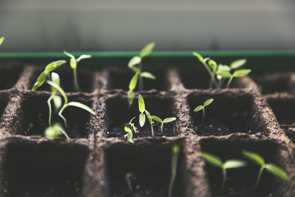 Urban Gardening Breeding