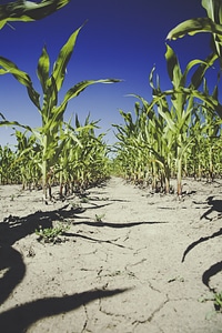 Cornfield Maize Corn photo