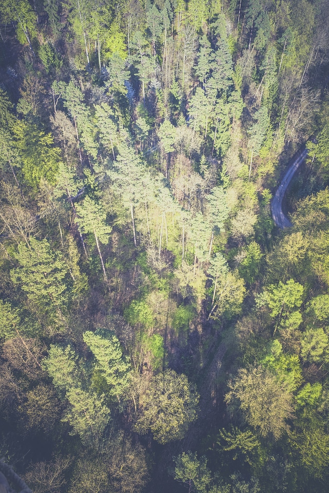 Top View Forest
