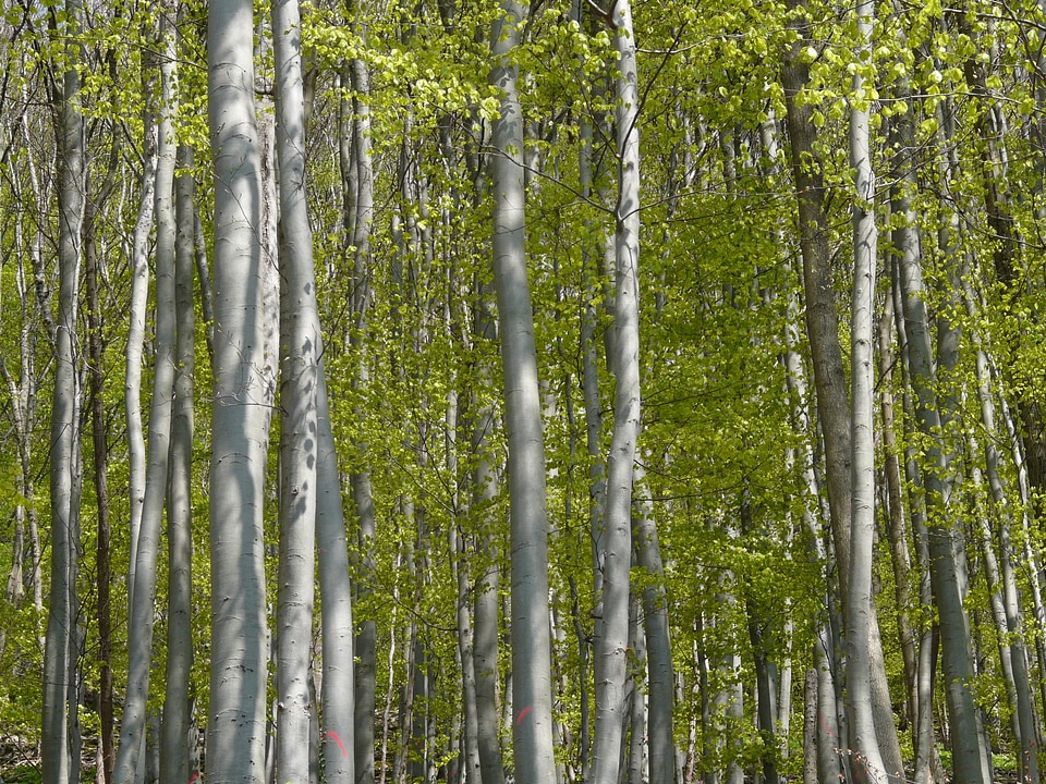 Leaves trees spring