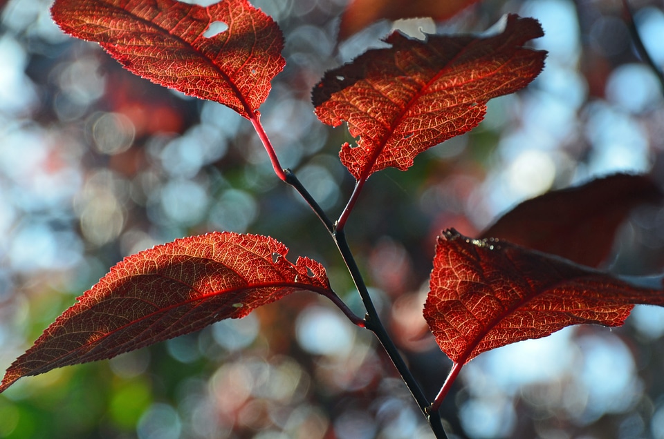 Tree plant red