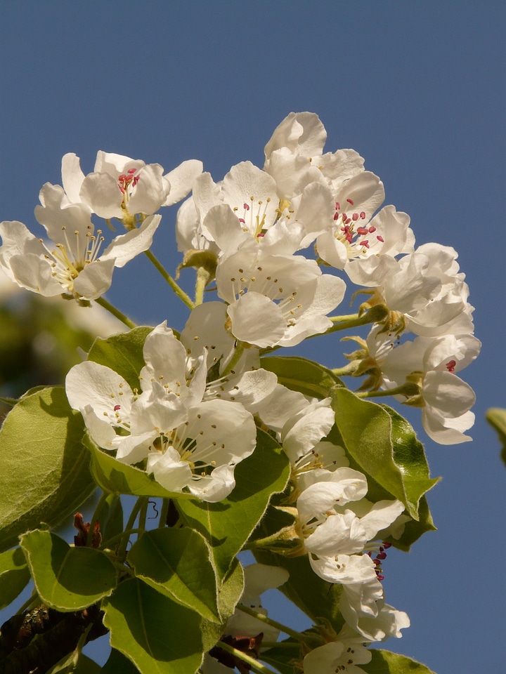 Blossom bloom bloom