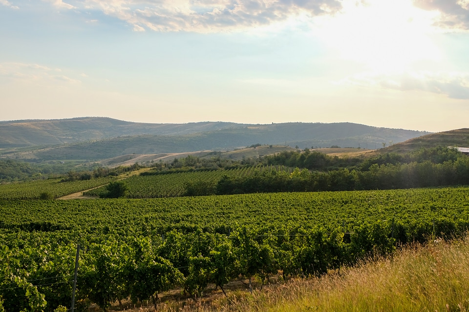 Winery at Golden Hour