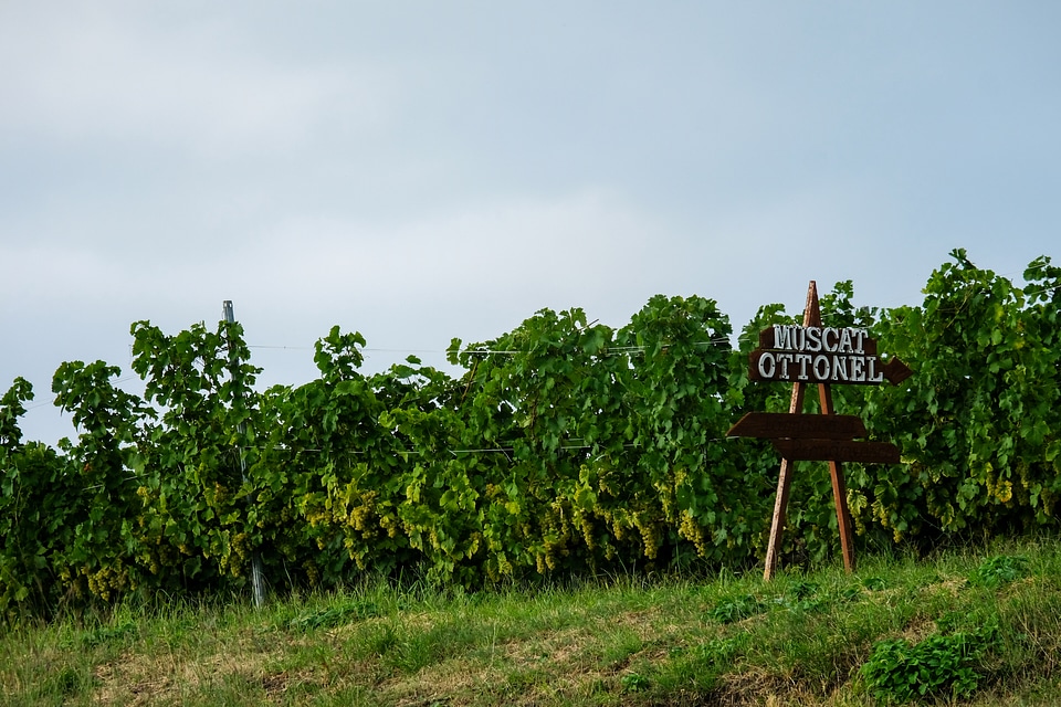 Muscat Ottonel Vine Batch