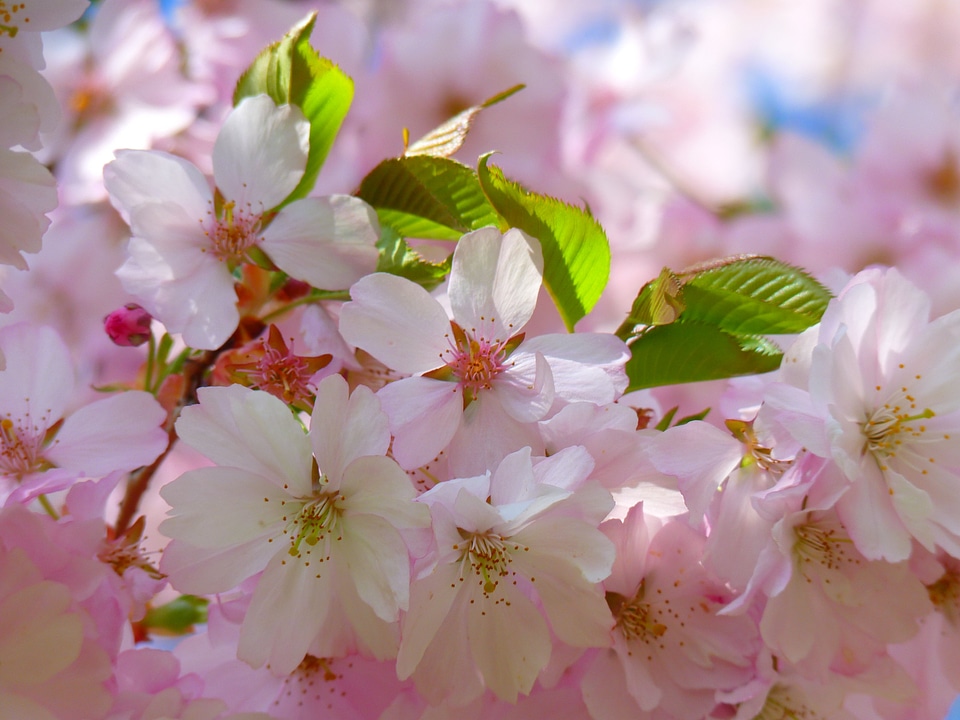 Cherry blossom japanese cherry japanese flowering cherry