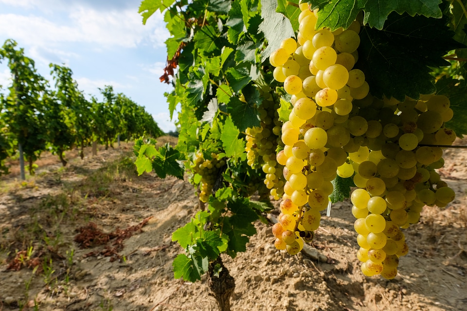 Grapes Ready to Be Picked