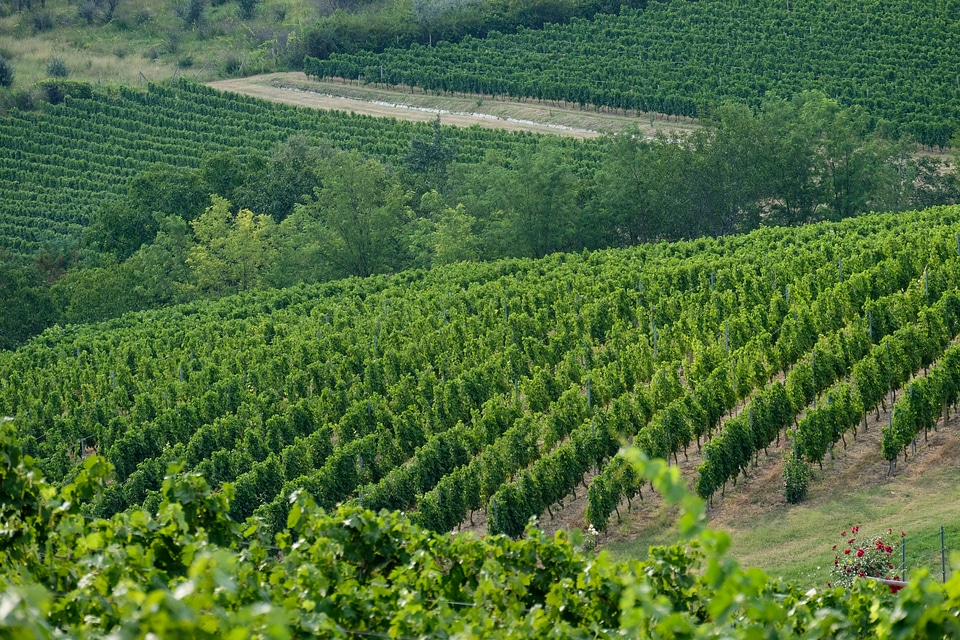 Winery Viewed From the Distance
