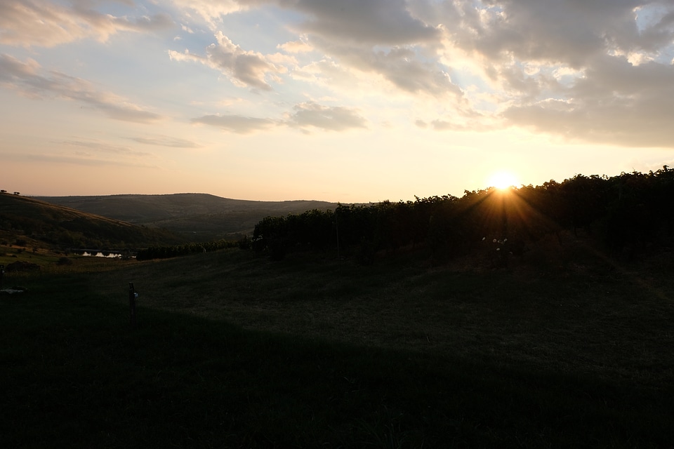 Sunset Shadows at a Winery