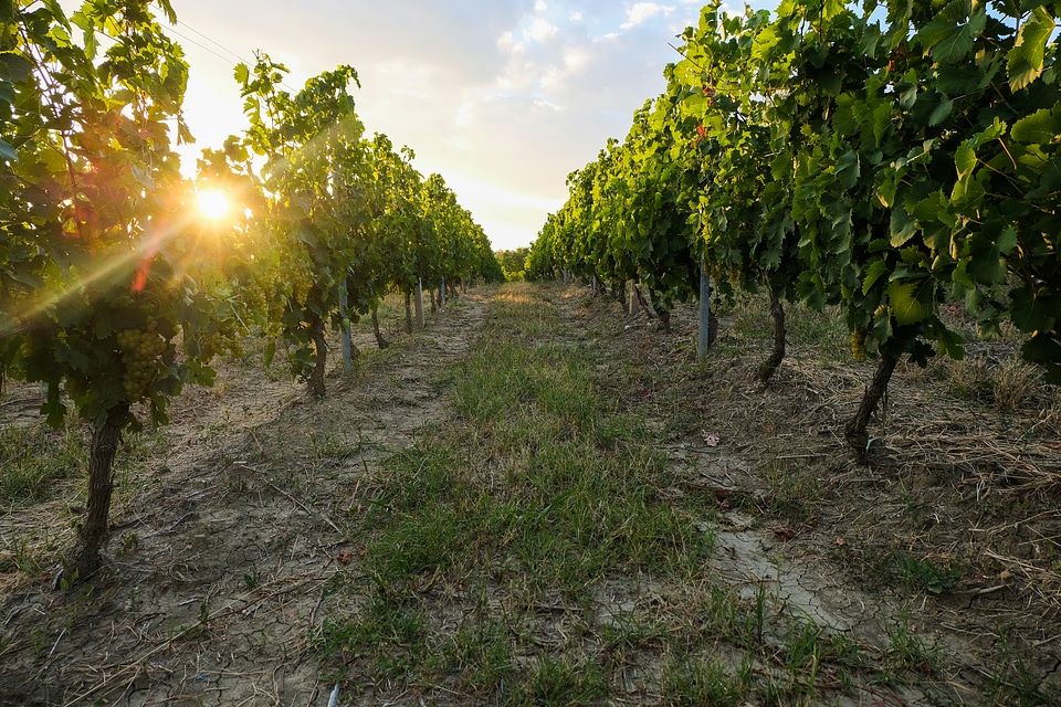Vine Row at Sunset