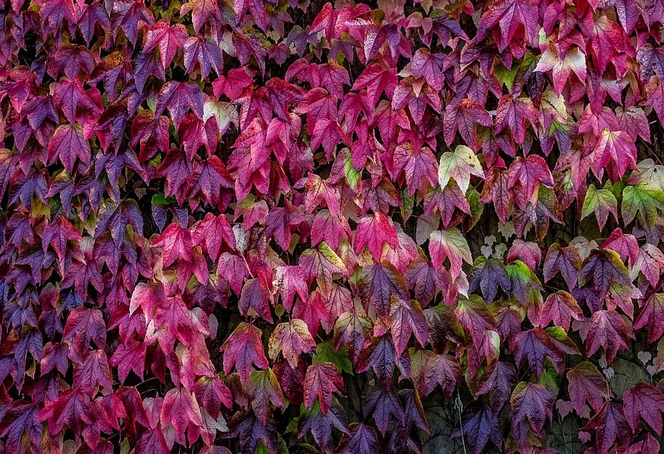 Autumn Leaf Wall Free Photo photo