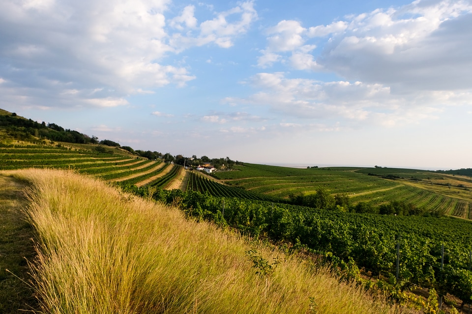 Winery at Golden Hour
