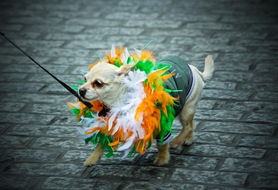 St. Patrick&#039;S Day Madra Free Photo
