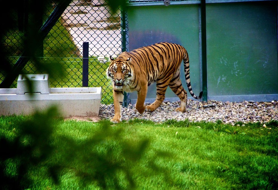 Tiger Stare Free Photo