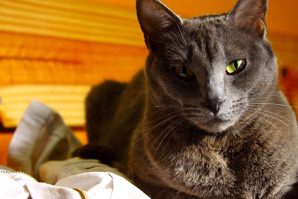 Animal feline grey