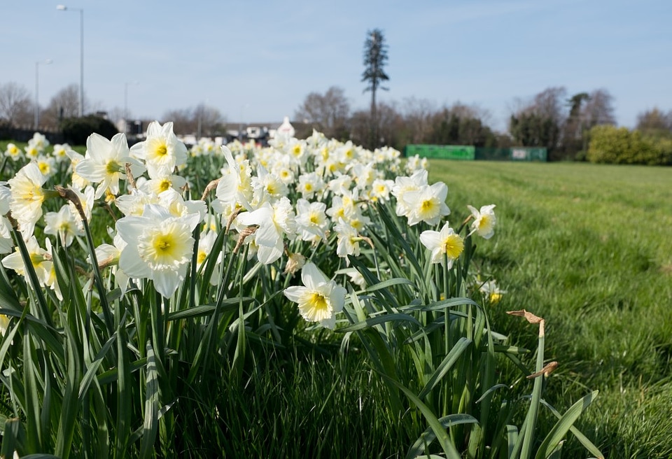 White Flowers in Spring Free Photo photo