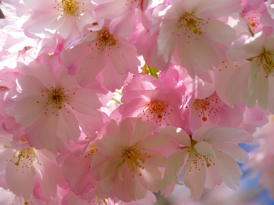 Cherry blossom japanese cherry japanese flowering cherry