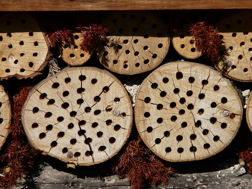 Insect house insect asylum insect box
