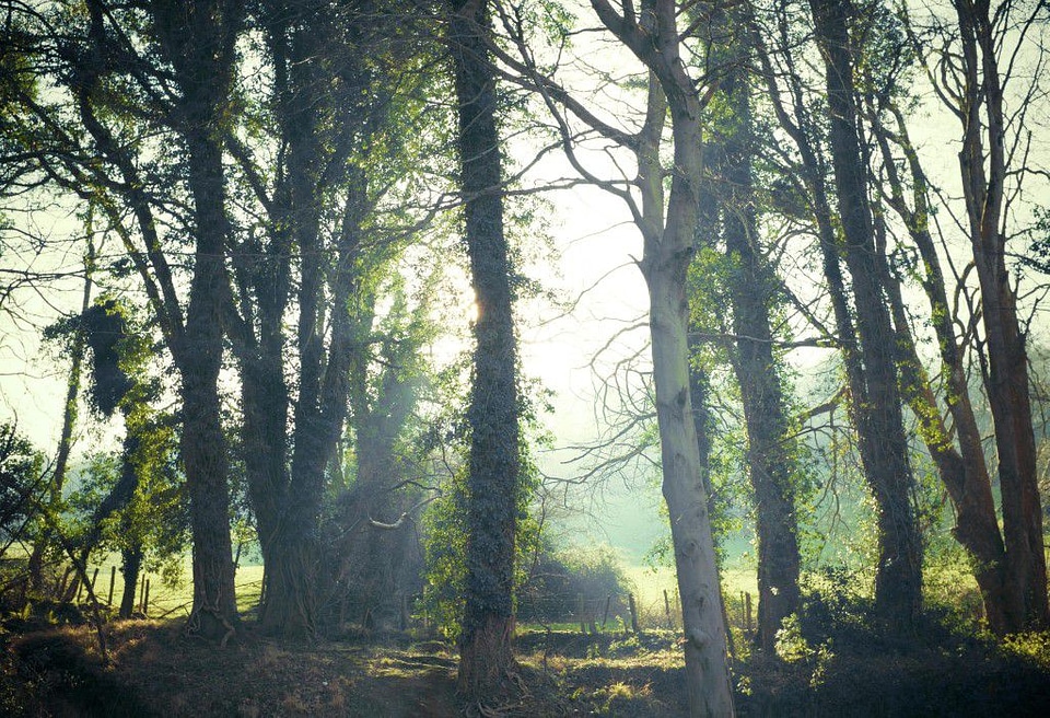 Enchanted Forest Free Photo