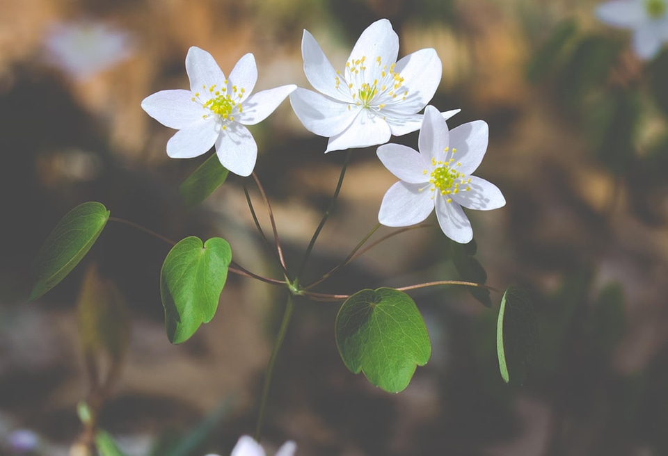 White Flowers in Spring Free Photo photo