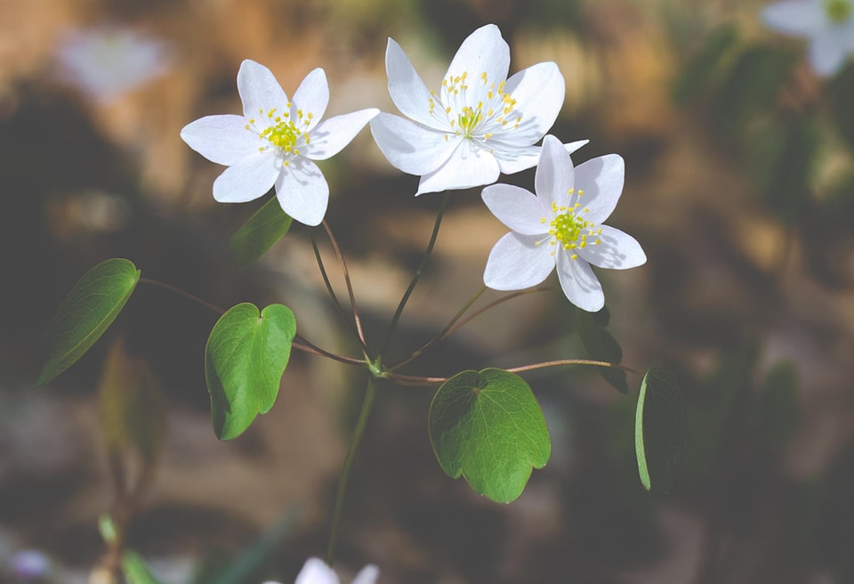 White Flowers in Spring Free Photo