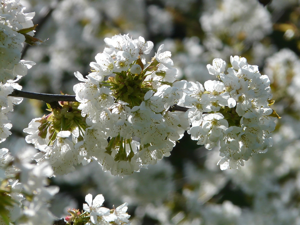 Blossom bloom white