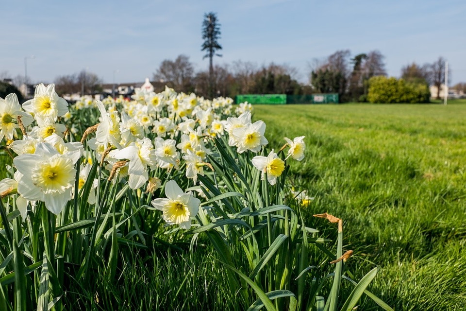 Blooming Daffodils Free Photo