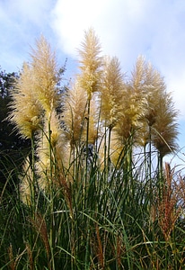 Tall grass vegetation wild