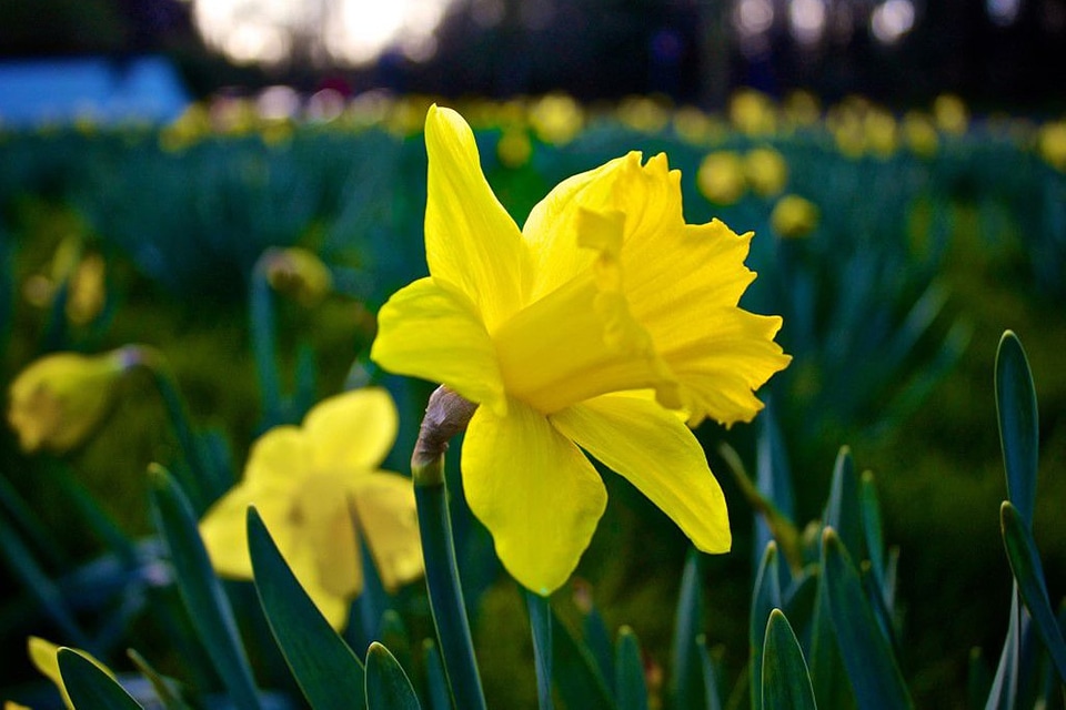 Summer Is Coming Free Photo