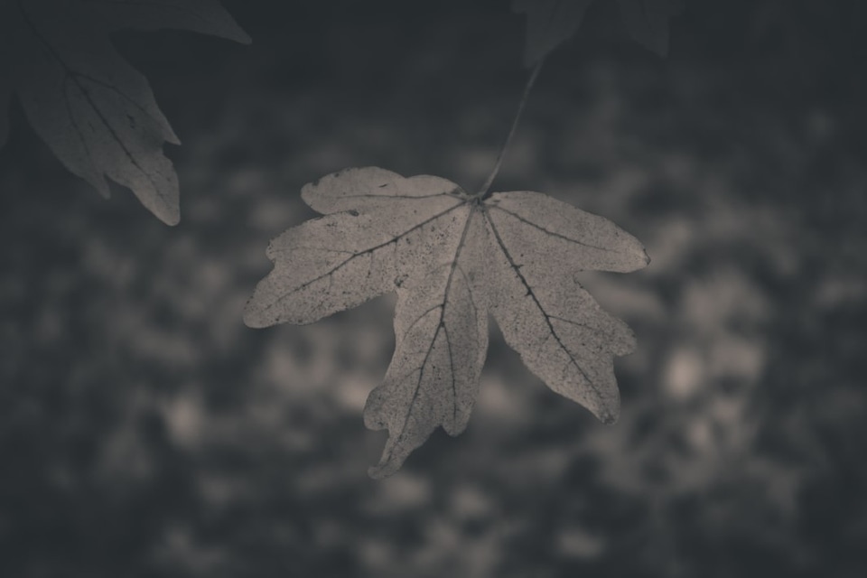 Greyscale Autumn Leaf Free Photo