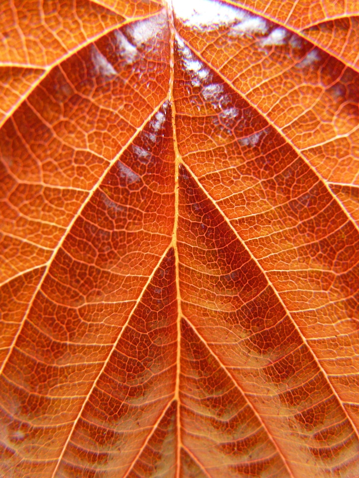 Birch greenhouse bush tree