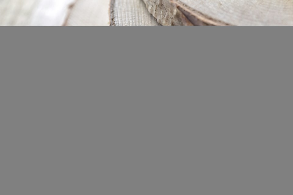 Birch Wood Slices Free Photo