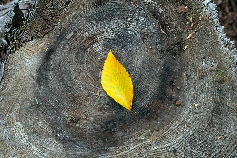 Yellow Autumn Leaf Free Photo