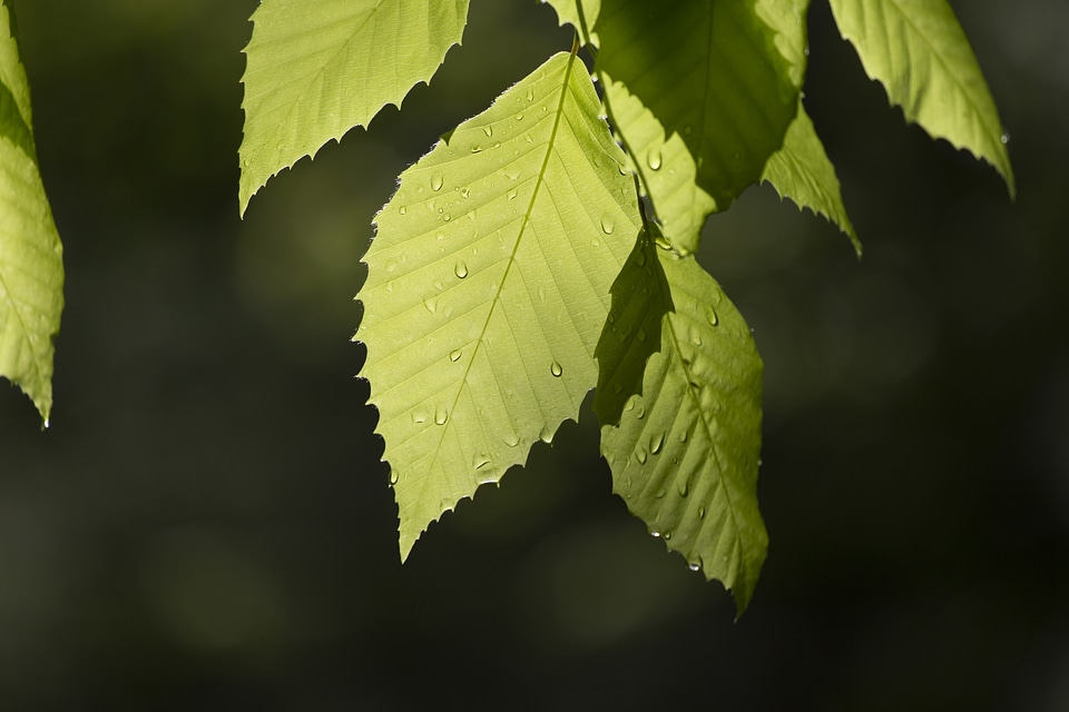 Green Leaves Close Up Free Photo