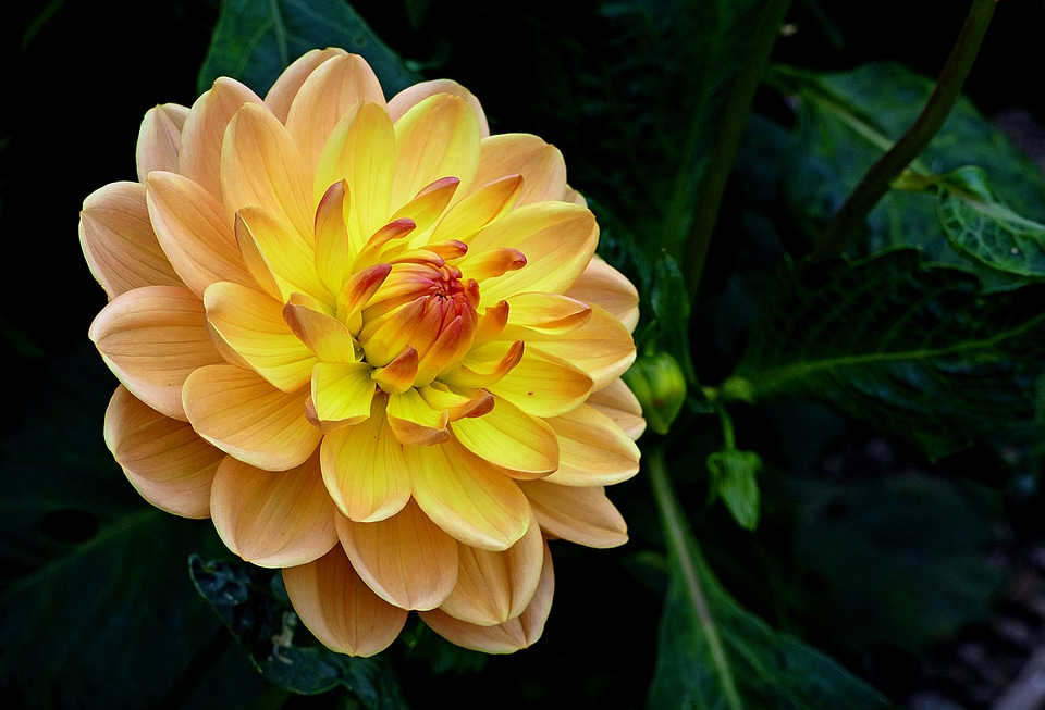 Bright Flower Free Photo