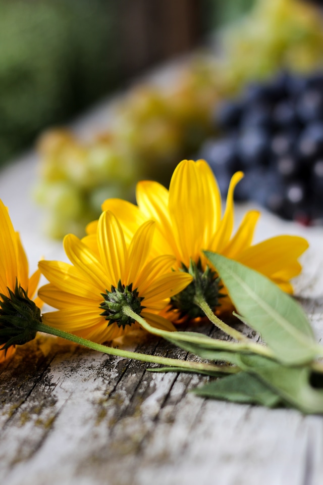Flowers and Fruit Free Photo