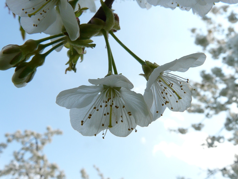 Blossom bloom white
