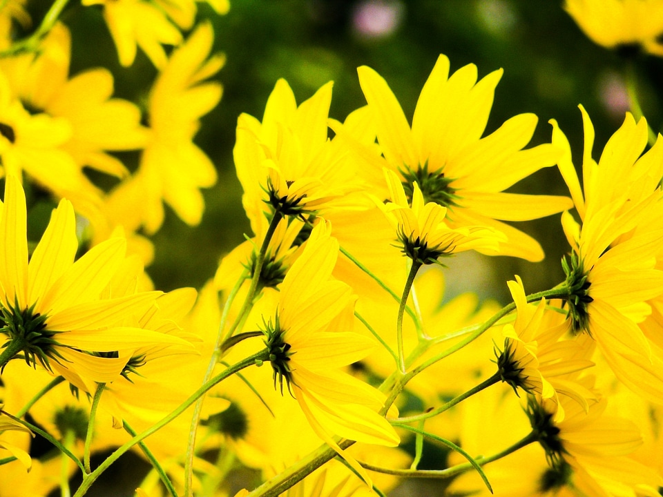Bold Yellow Flowers Free Photo