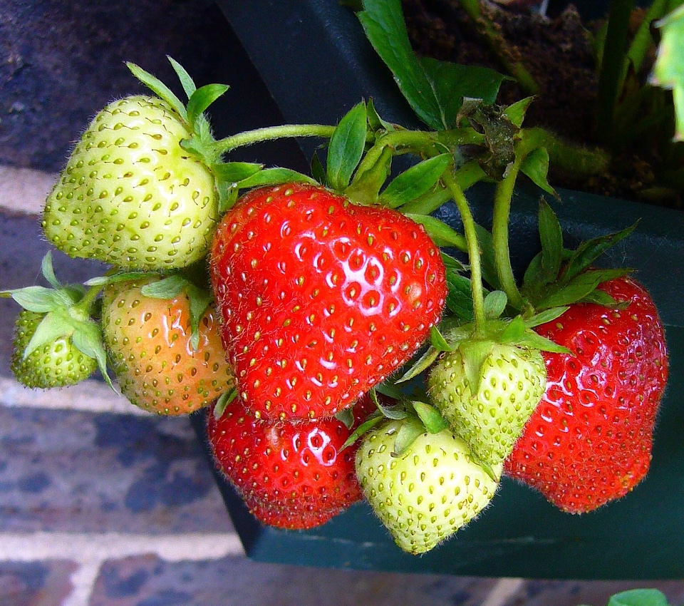 Strawberry plants growing strawberries red fruit