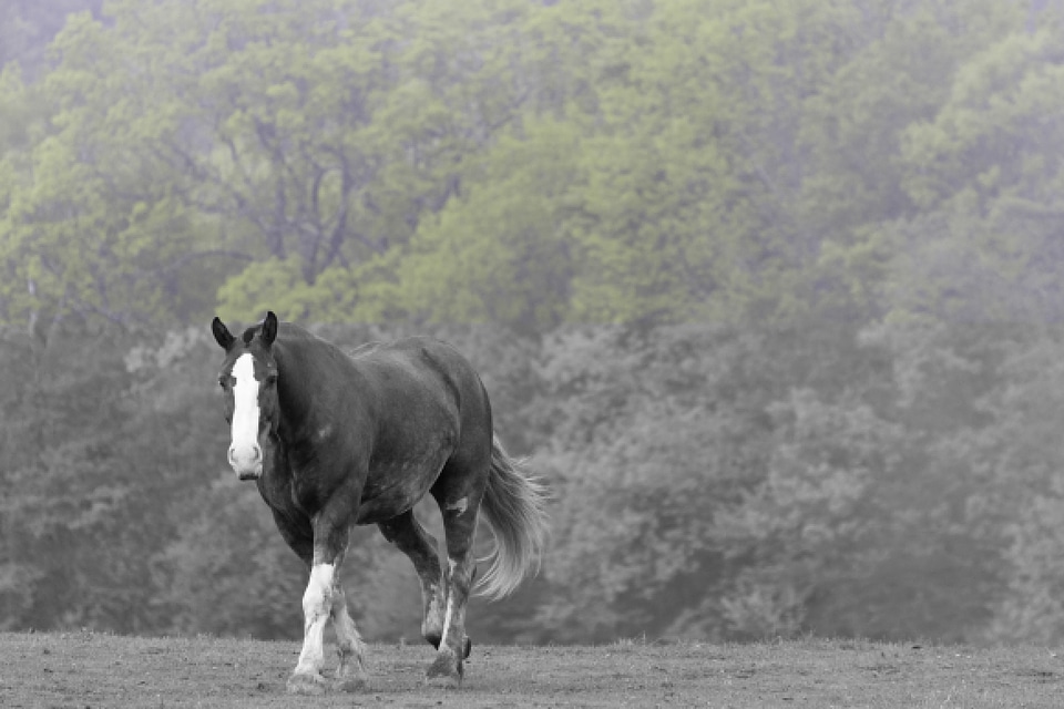 Horse in Foggy Pasture Free Photo