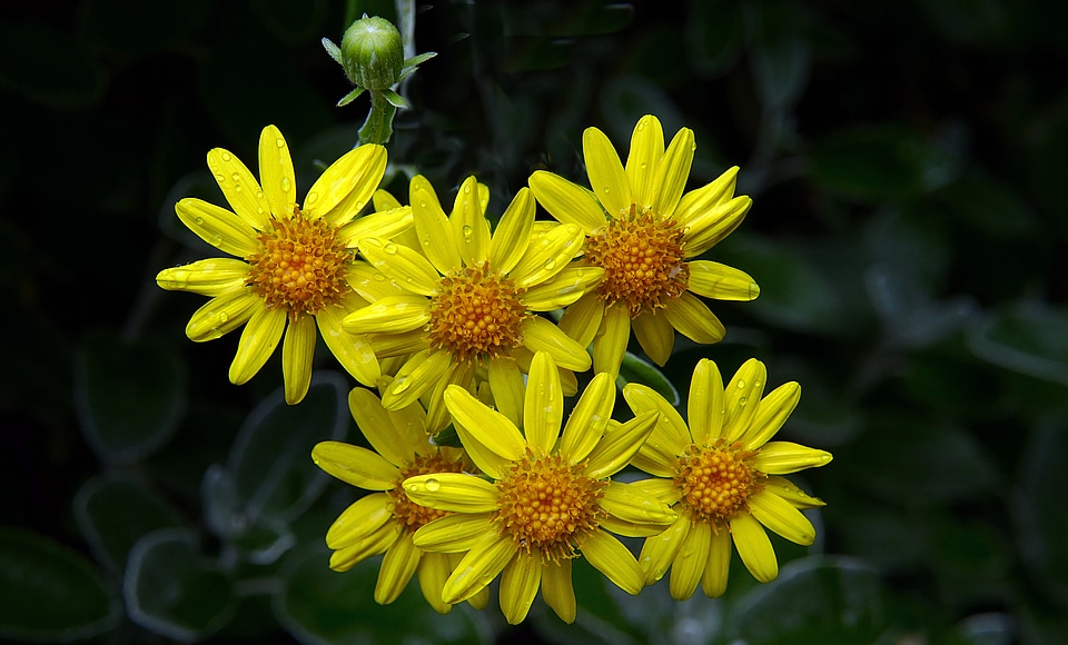 Yellow Flowers in Rain Free Photo