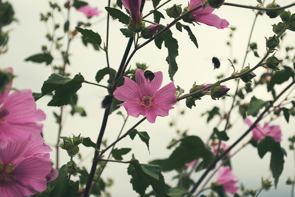 Vintage Flowers Outdoors Free Photo